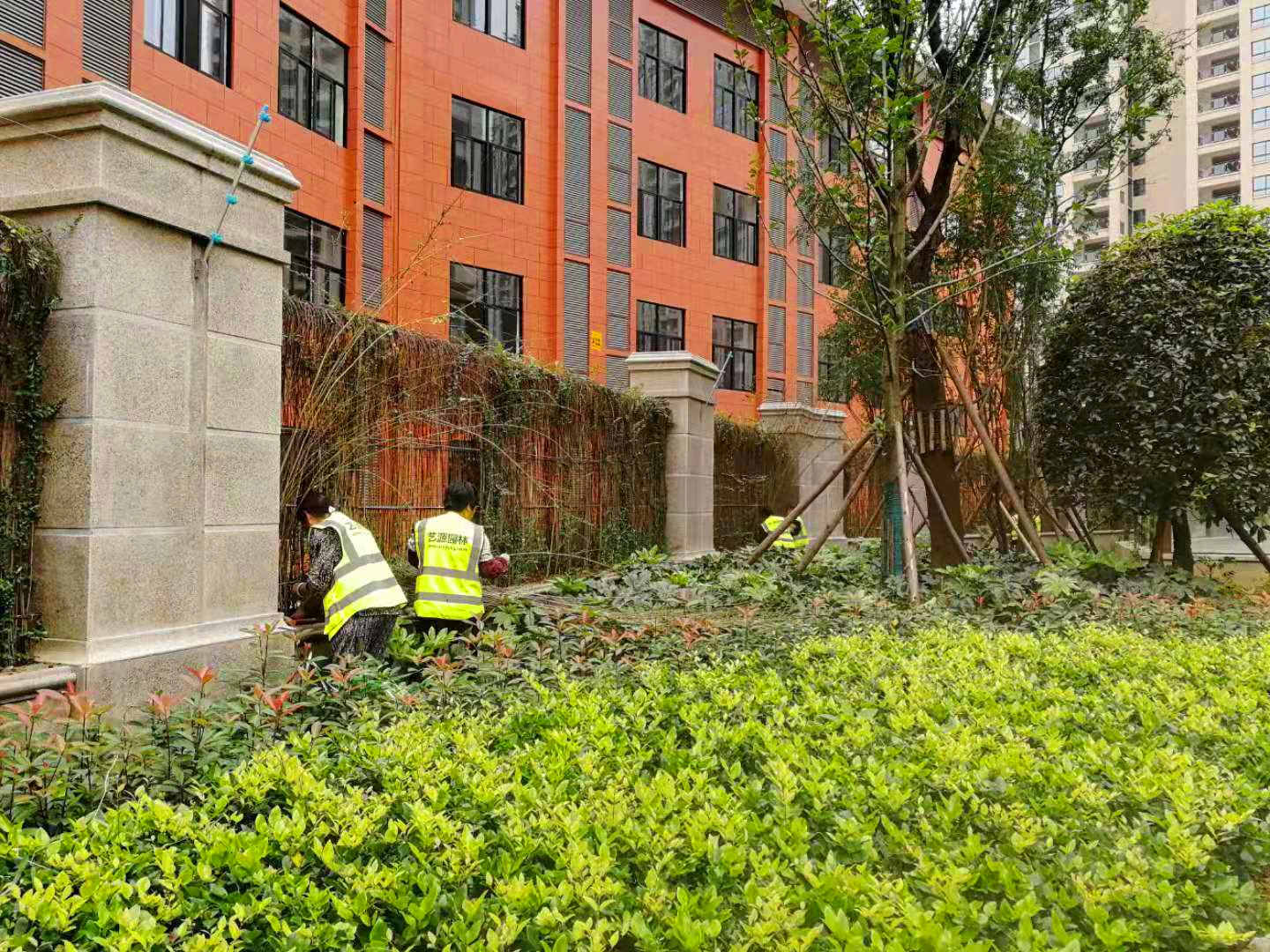 綠化養(yǎng)護1